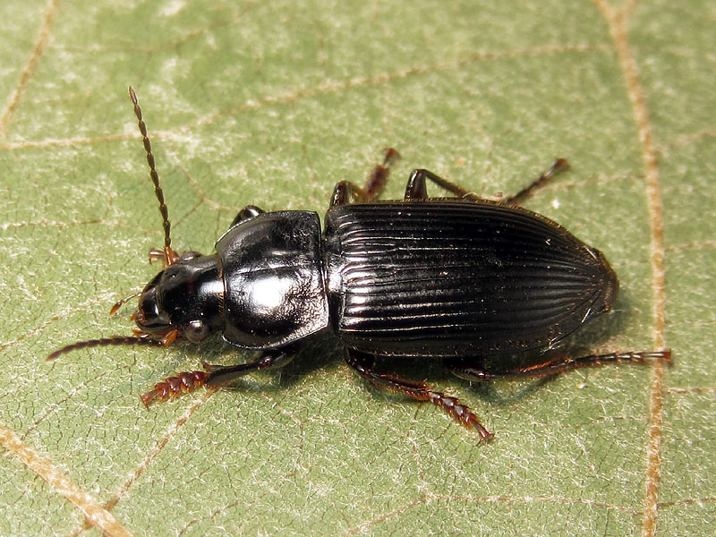 Carabidae: Anisodactylus signatus